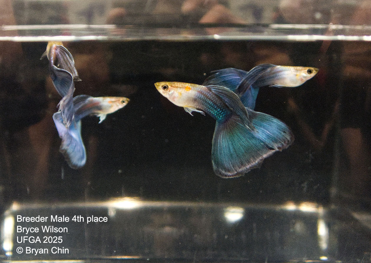 Guppy Breeder Class